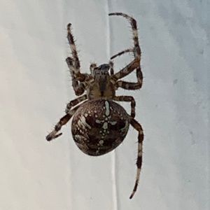 Meet your Posher, Elie